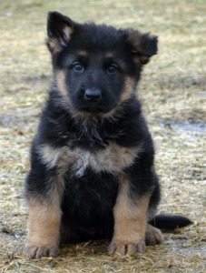 bohemian-shepherd-10